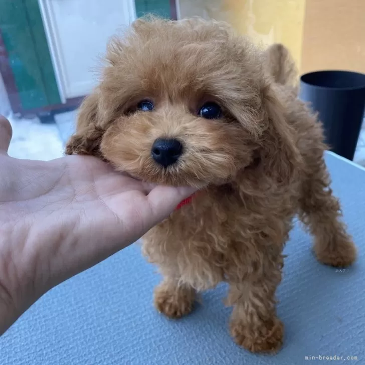 ID:2311-03782の子犬