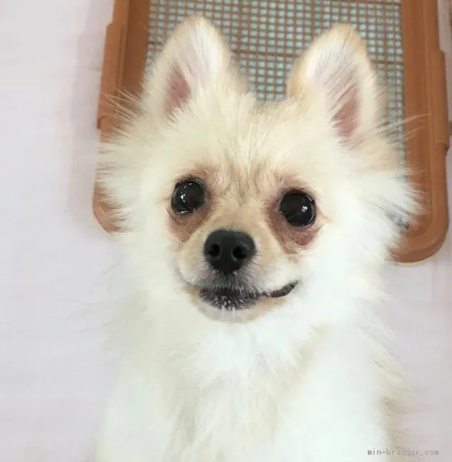 ID：1905-01068の子犬