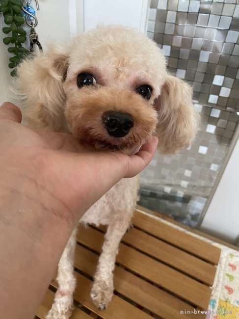 タイニープードル【・男の子・2022年5月20日・アプリ】