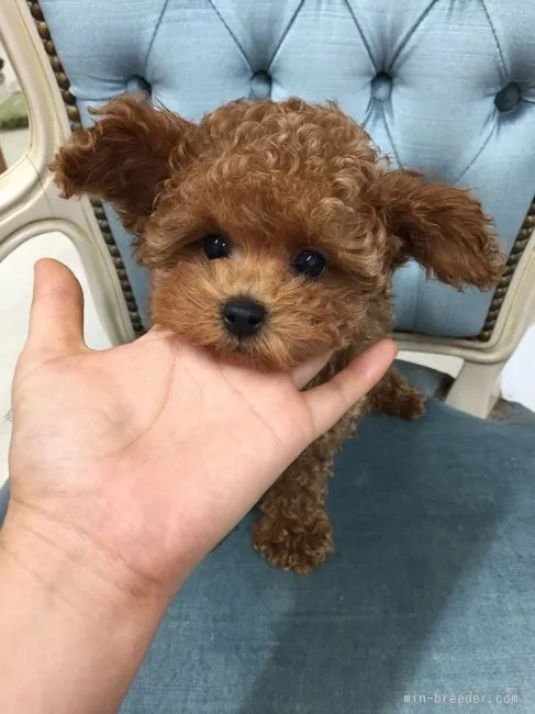 スネーク 様のお迎えした子犬