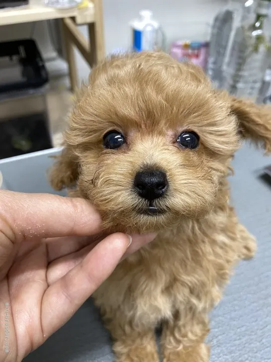 ID:2105-02547の子犬