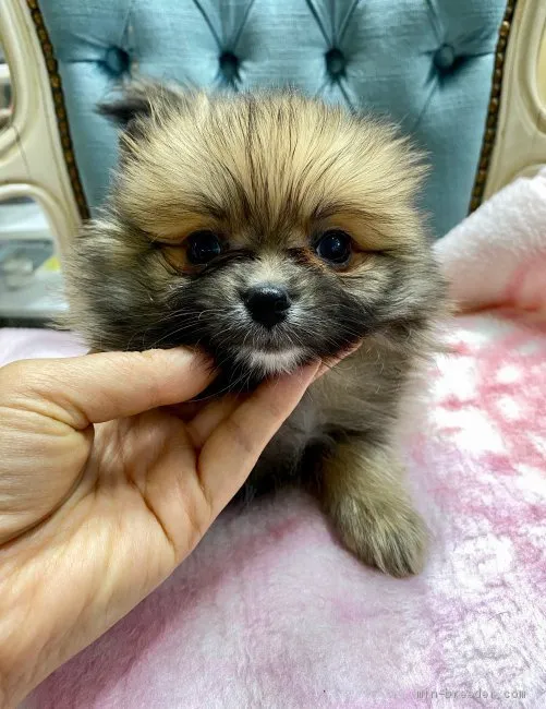 まめ 様のお迎えした子犬