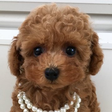 トイプードル(タイニー)【北海道・女の子・2018年7月14日・レッド】の写真「小さめタイニー　くりくりお目目 PRAクリア」