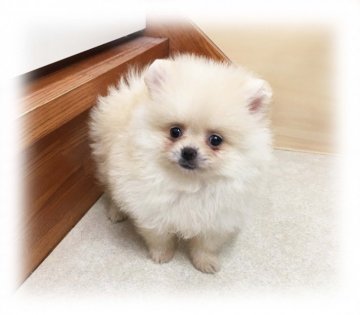 ポメラニアン【北海道・女の子・2018年8月11日・クリーム】の写真「お鼻の短い小ぶりな子」
