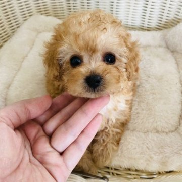 トイプードル(タイニー)【北海道・女の子・2023年4月7日・アプリコット】の写真「ぱっちりお目目」