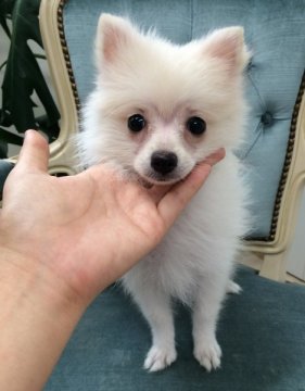 ポメラニアン【北海道・女の子・2015年6月10日・ホワイト】の写真「無駄吠えなしのお利口さん」