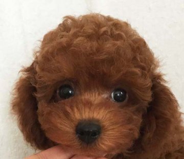 トイプードル(タイニー)【北海道・男の子・2015年11月14日・レッド】の写真「くりくりお目め　PRAクリア　大人しめ」