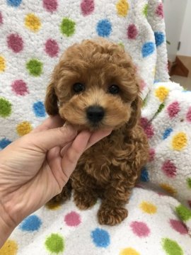 トイプードル(タイニー)【北海道・男の子・2018年3月24日・レッド】の写真「明るいレッド　ブラックポイントの濃い男の子」