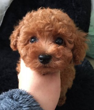 トイプードル(タイニー)【北海道・男の子・2015年9月21日・レッド】の写真「くりくりお目目の健康優良児 良血統 PRAクリア」