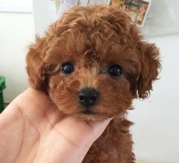 トイプードル(ティーカップ)【北海道・女の子・2015年11月30日・レッド】の写真「くりくりお目め　PRAクリア」