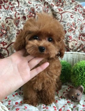 トイプードル(ティーカップ)【北海道・女の子・2018年2月24日・レッド】の写真「くりくりお目目　可愛いお顔 PRAクリア」
