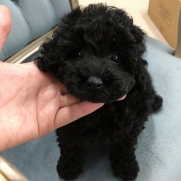 トイプードル(タイニー)【北海道・男の子・2019年9月14日・ブラック】の写真「P RＡクリア モコモコ 毛量あり」