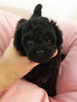 トイプードル(ティーカップ)【北海道・男の子・2015年10月22日・ブラック】の写真「ぱっちりお目目　PRAクリア　良血統」