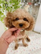 タイニープードル【・女の子・2023年5月3日・レッド】