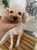 タイニープードル【・男の子・2022年5月20日・アプリ】