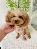 タイニープードル【・女の子・2023年5月3日・レッド】