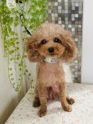 タイニープードル【・女の子・2023年5月3日・レッド】