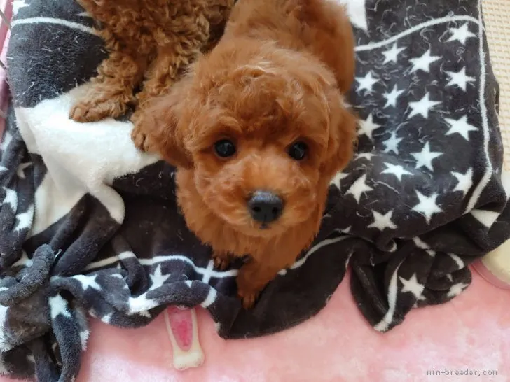 ニコニコ 様のお迎えした子犬