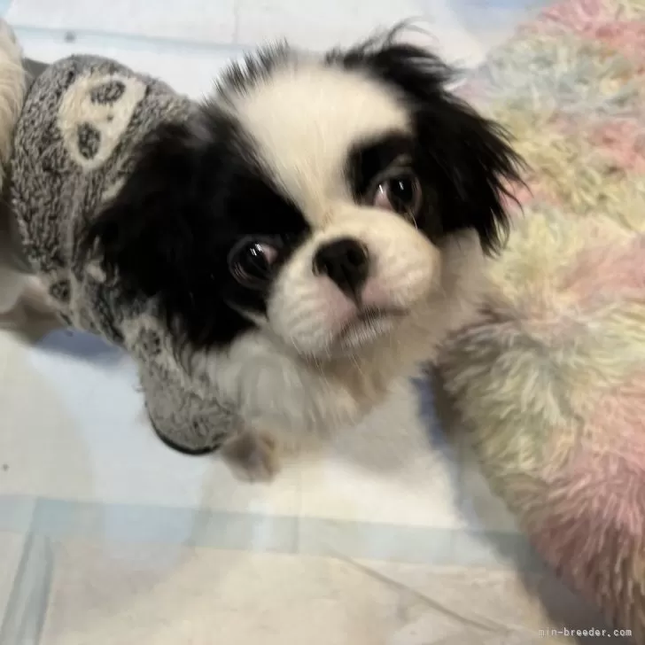 ID：2412-06795の子犬