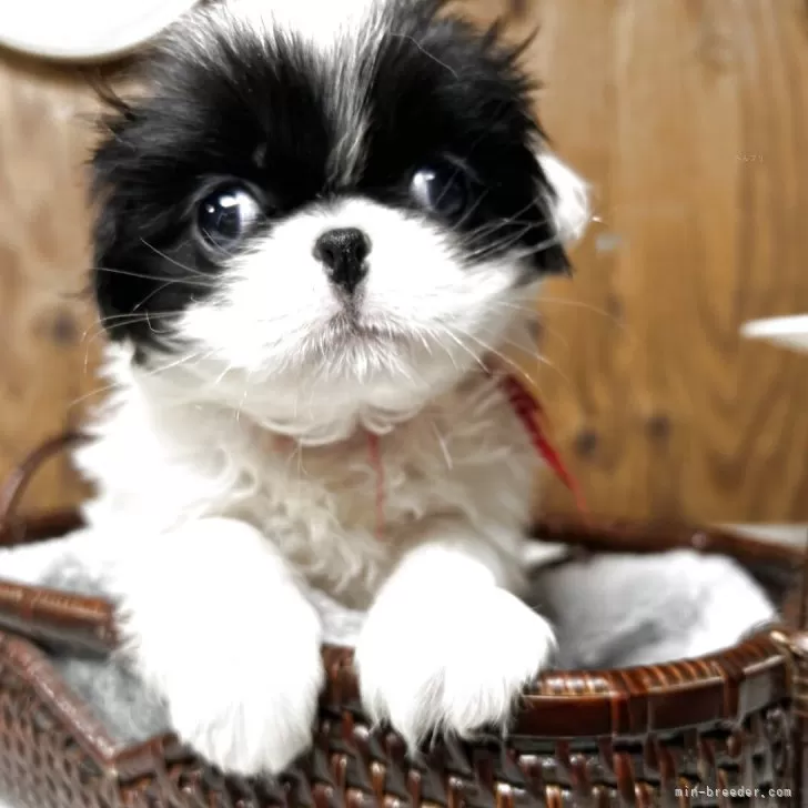 狆(チン)【静岡県・女の子・2025年10月12日・白黒】の写真1「赤　10月12日生まれ　彩芽の子」