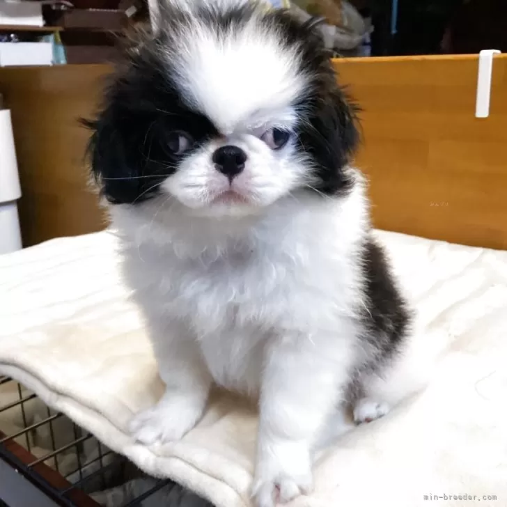 8匹わんこの大家族様 🌟ご家族様が決まりました🌟 - Dog & Cat Waltz