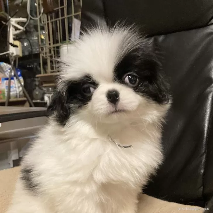 ID:2412-00050の子犬
