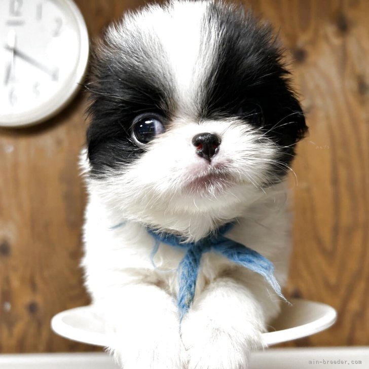 ブリーダー画像