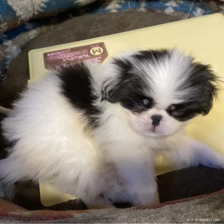 ID:2410-05731の子犬