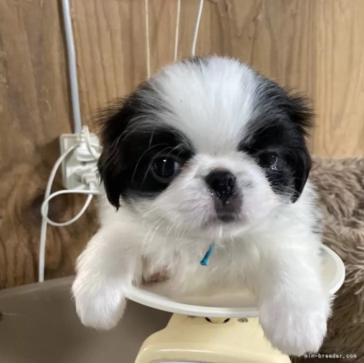 ID:2411-05823の子犬