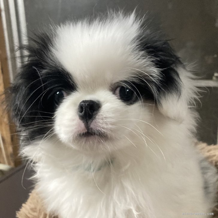 白黒犬様　制作費ページ 狆(チン)【静岡県・男の子・2024年10月21日・白黒】【狆専門犬舎