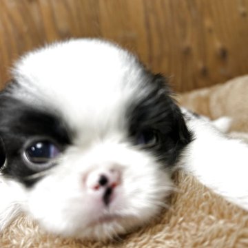 狆(チン)【静岡県・男の子・2025年8月5日・白黒】の写真「『狆専門犬舎』」