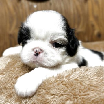 狆(チン)【静岡県・女の子・2025年7月31日・白黒】の写真「『狆専門犬舎』」