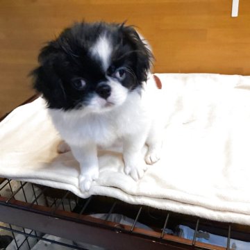 狆(チン)【静岡県・男の子・2025年7月31日・白黒】の写真「『狆専門犬舎』」