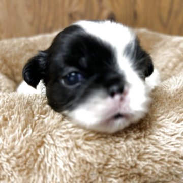 狆(チン)【静岡県・男の子・2025年7月31日・白黒】の写真「『狆専門犬舎』」