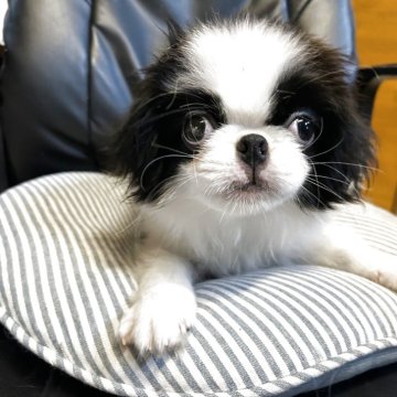 狆(チン)【静岡県・男の子・2024年12月17日・白黒】の写真「【狆専門犬舎】」