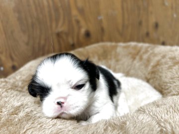 狆(チン)【静岡県・男の子・2025年7月31日・白黒】の写真「『狆専門犬舎』」