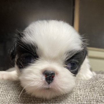 狆(チン)【静岡県・男の子・2024年12月17日・白黒】の写真「【狆専門犬舎】」
