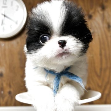 狆(チン)【静岡県・男の子・2025年10月5日・白黒】の写真「『狆専門犬舎』」