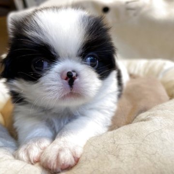 狆(チン)【静岡県・男の子・2025年8月5日・白黒】の写真「『狆専門犬舎』」