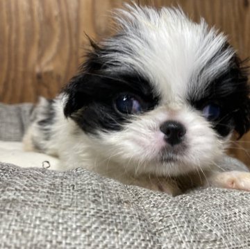 狆(チン)【静岡県・男の子・2024年10月12日・白黒】の写真「【狆専門犬舎】元気な子です」