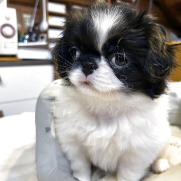 狆(チン)【静岡県・男の子・2025年7月31日・白黒】の写真「『狆専門犬舎』」