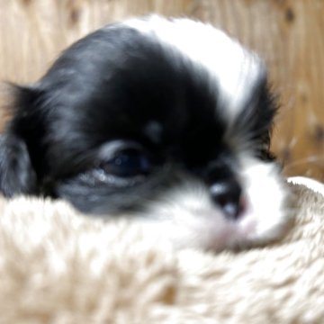 狆(チン)【静岡県・男の子・2025年7月31日・白黒】の写真「『狆専門犬舎』」