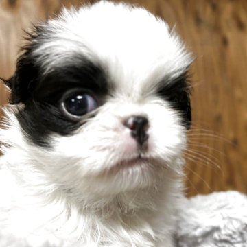 狆(チン)【静岡県・男の子・2025年10月12日・白黒】の写真「『狆専門犬舎』」