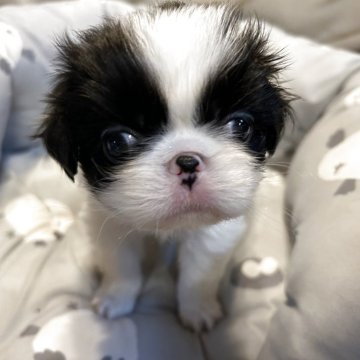 狆(チン)【静岡県・女の子・2025年10月13日・白黒】の写真「『狆専門犬舎』」