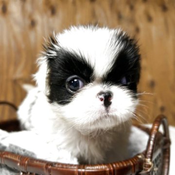 狆(チン)【静岡県・女の子・2025年10月12日・白黒】の写真「『狆専門犬舎』」