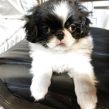 狆(チン)【静岡県・男の子・2025年7月31日・白黒】の写真「『狆専門犬舎』」