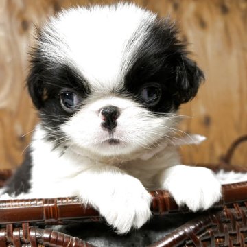 狆(チン)【静岡県・女の子・2025年10月5日・白黒】の写真「『狆専門犬舎』」