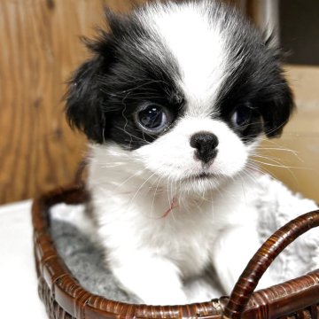 狆(チン)【静岡県・女の子・2025年10月5日・白黒】の写真「『狆専門犬舎』」