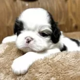 狆(チン)