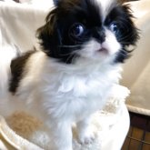 狆(チン)